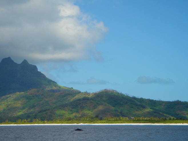 Bora Bora Whale